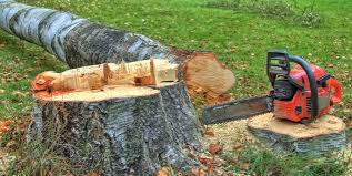 Professional Tree Services in Lincoln, NE