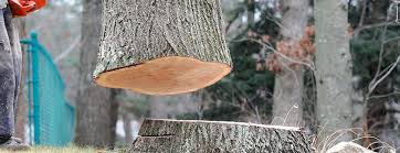 How Our Tree Care Process Works  in  Lincoln, NE